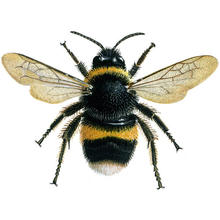 Salvar  las abejas (Save the Bees)'s avatar