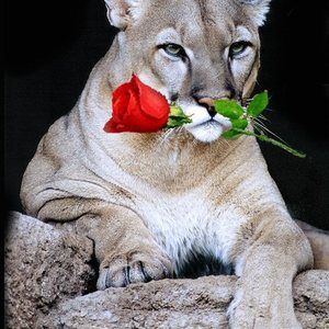 Cougar Penhaligon's avatar